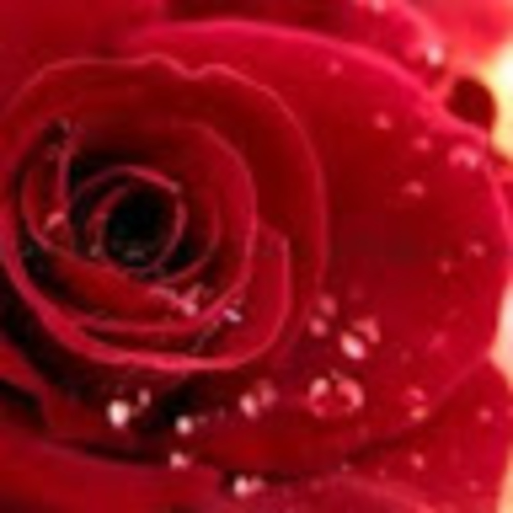 Meet your Posher, Rosa